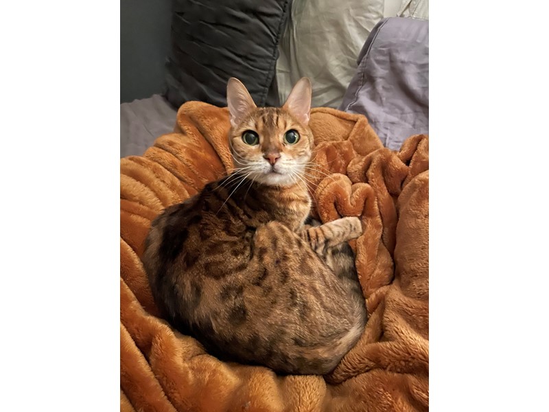 Pet Photo