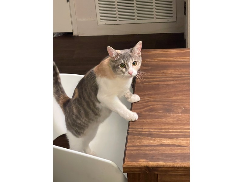 Pet Photo
