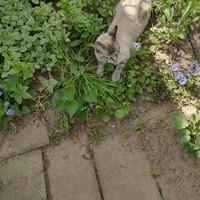 Lost Pet Image
