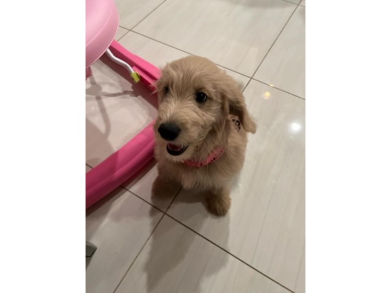 Pet Photo