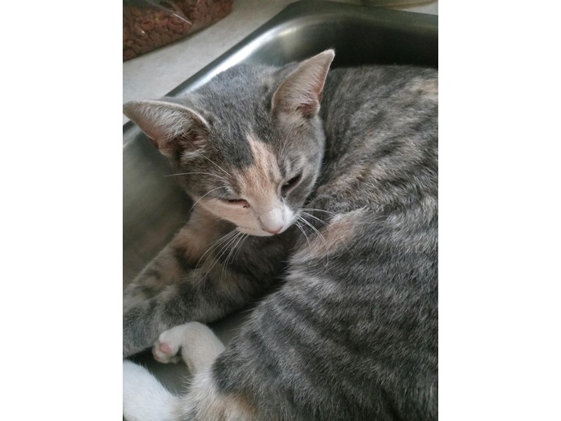 Pet Photo