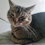 Pookie, American Shorthair, lost pet near Keizer, OR