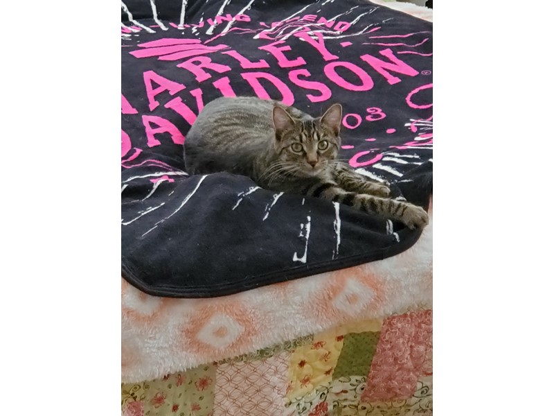 Pet Photo