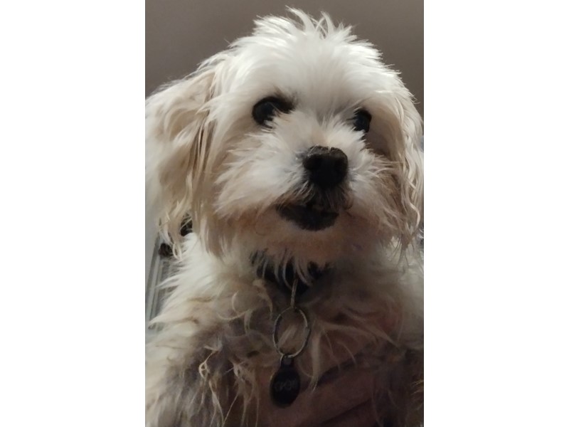 Pet Photo