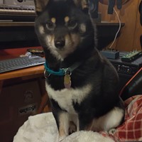 Lost Pet Image