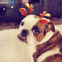 Lost Pet Image