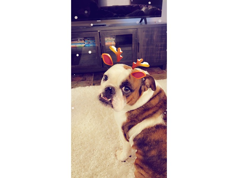 Pet Photo