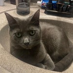 Twiz, Domestic Short Hair, lost pet near Kailua, HI