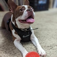 Lost Pet Image
