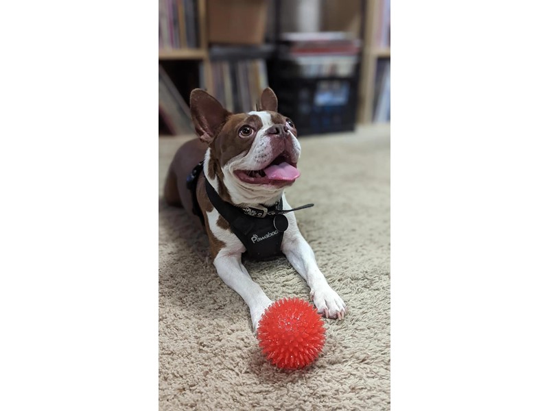 Pet Photo