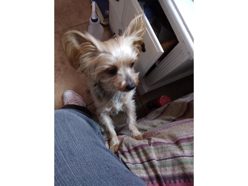 Pet Photo