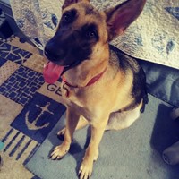 Lost Pet Image