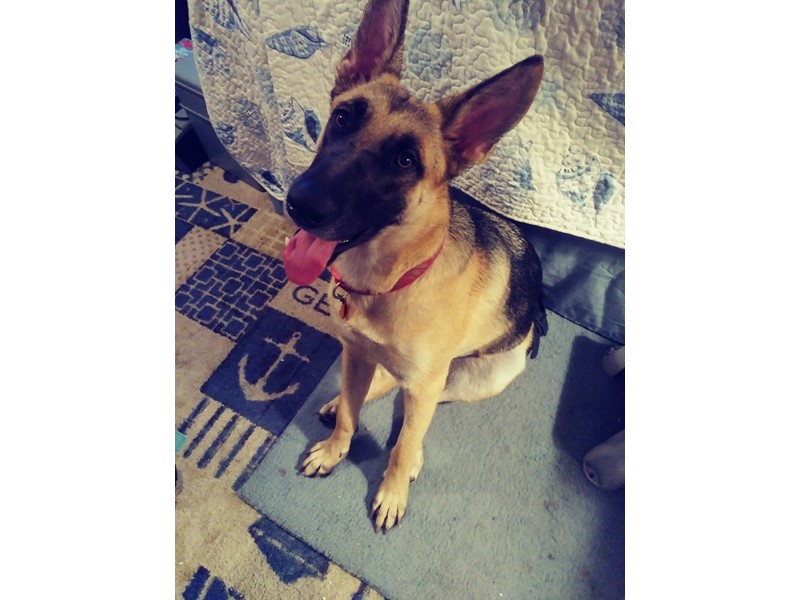 Pet Photo