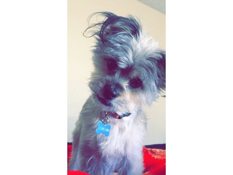 Pet Photo