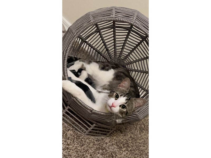 Pet Photo