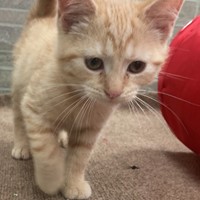 Lost Pet Image