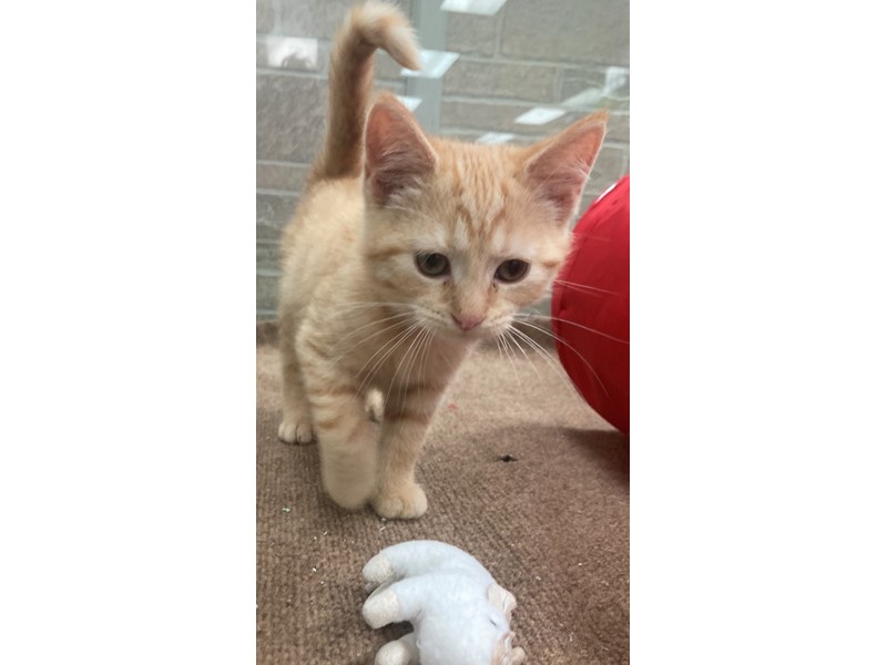 Pet Photo
