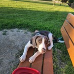 Henry, Beagle, lost pet near Beaver Dam, WI