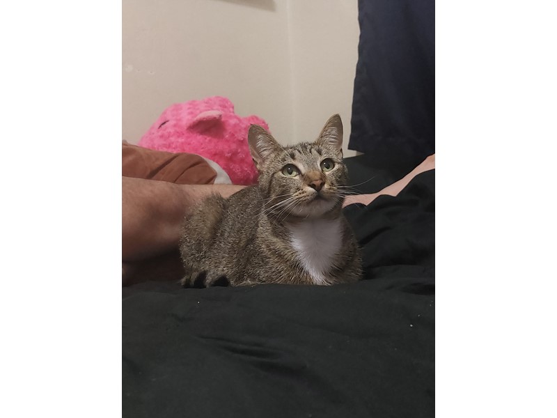 Pet Photo