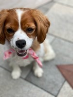 Lost Pet Image
