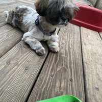 Lost Pet Image