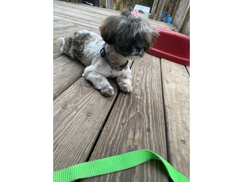 Pet Photo