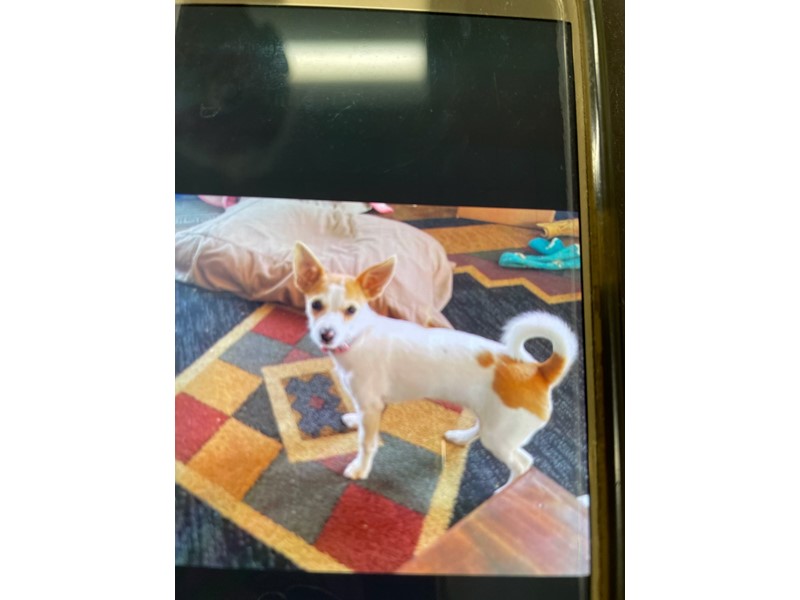 Pet Photo