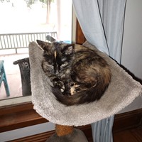 Lost Pet Image