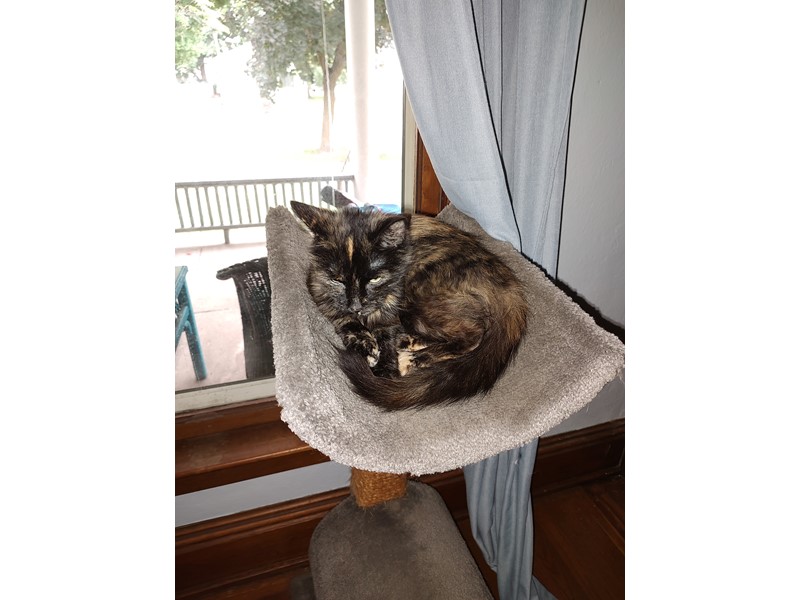 Pet Photo