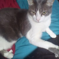 Lost Pet Image