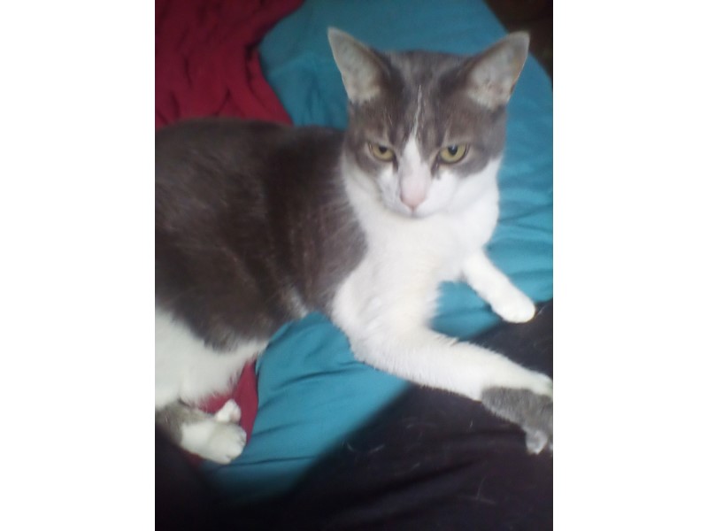 Pet Photo