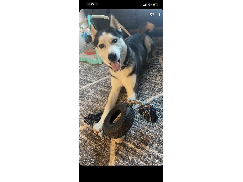 Pet Photo