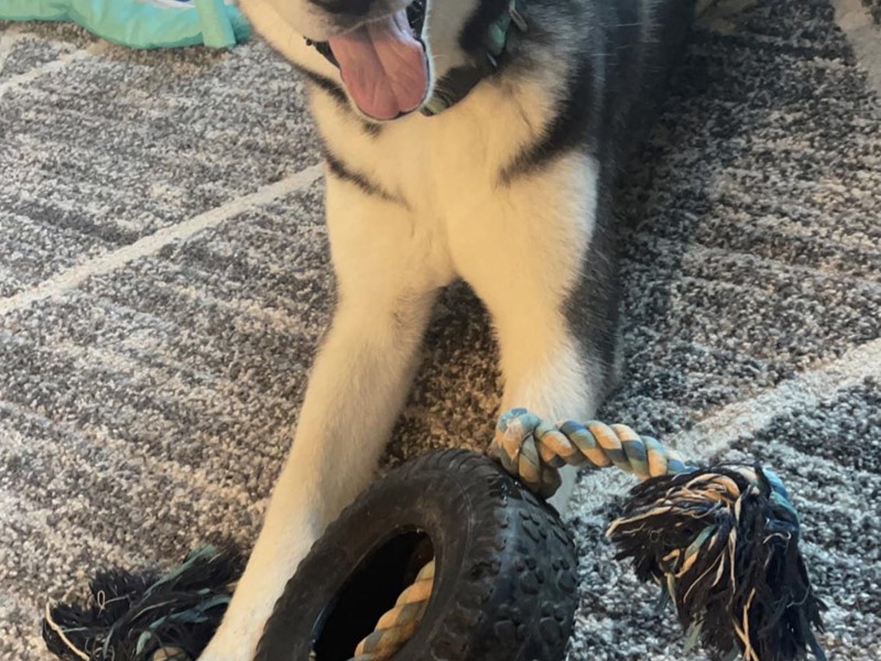 Pet Photo