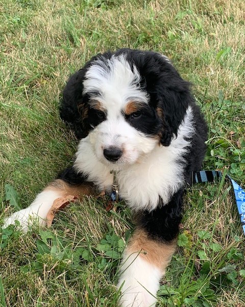 Pet Photo