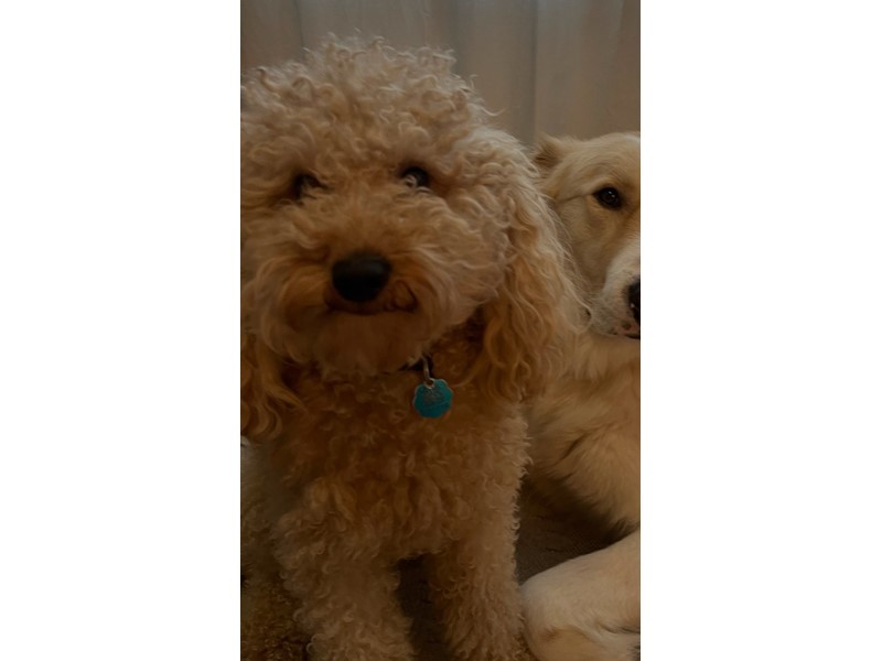 Pet Photo