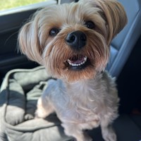 Lost Pet Image