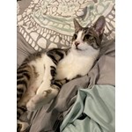 Milo