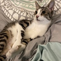 Lost Pet Image