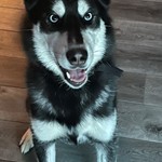 Mukwa, Siberian Husky, lost pet near Mt Pleasant, MI