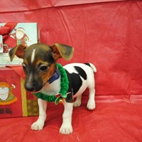 Lost Pet Image