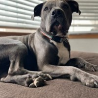 Lost Pet Image