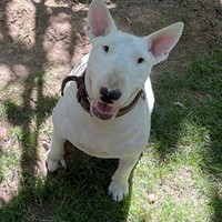 Lost Pet Image