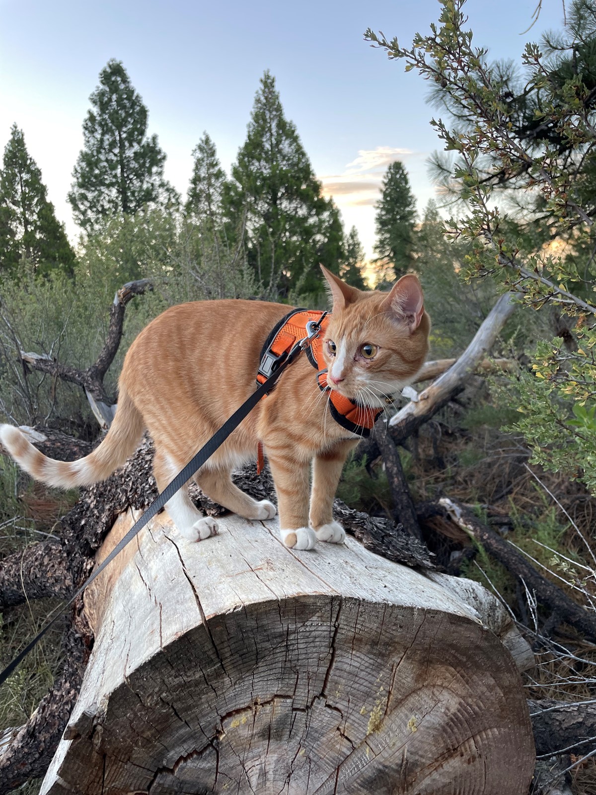 Xander is missing in Horse Shoe, North Carolina 28742 Petkey