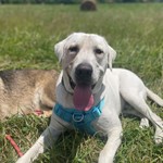 Jaxe, Labrador Retriever, lost pet near Nitro, WV