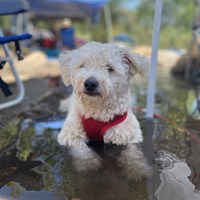 Lost Pet Image