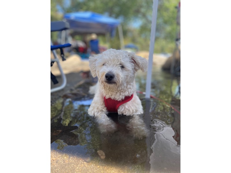 Pet Photo