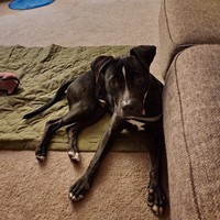 Lost Pet Image
