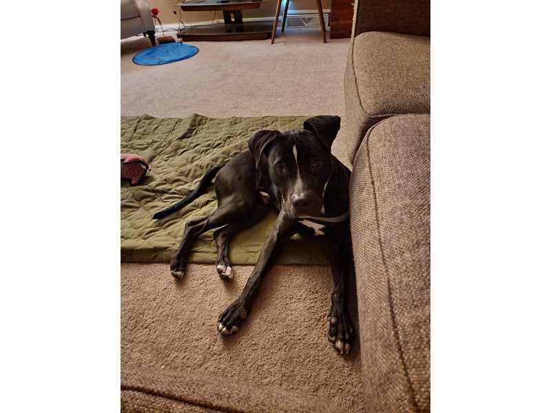 Pet Photo