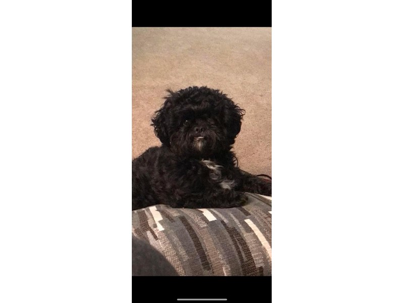 Pet Photo