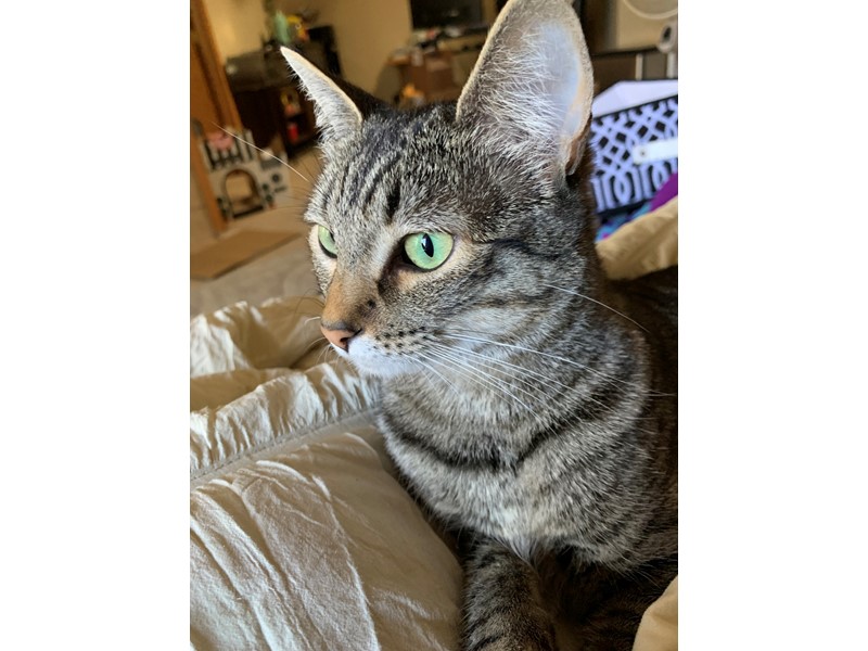 Jamie is missing in COLORADO SPRINGS, Colorado 809204131 Petkey